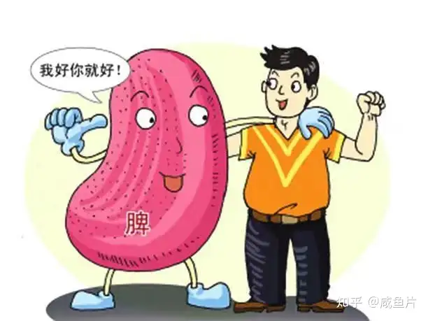 中医养生入门：脾在人体中有哪些重要功能(图2)