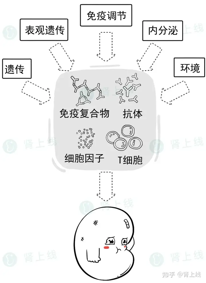 100条肾脏真相，你可能误解了大半！分享给更多(图3)