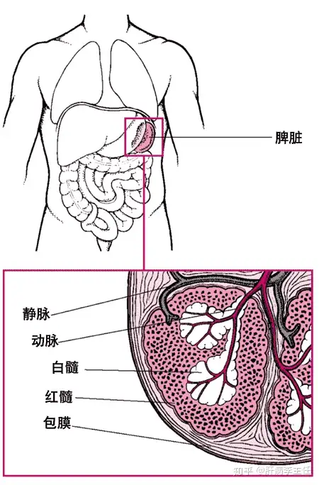 关于脾大、脾亢，您了解多少呢（上）(图3)