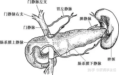 关于脾大、脾亢，您了解多少呢（上）(图1)