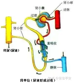 慢性肾炎怎么办？中西医结合效果好！(图1)