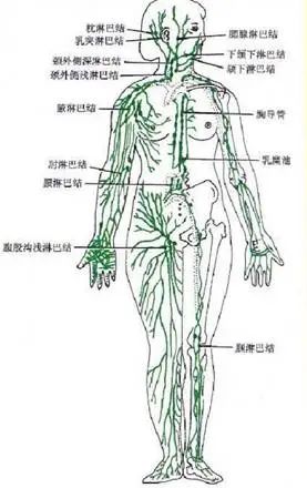 体检发现“淋巴结大”怎么办？(图1)