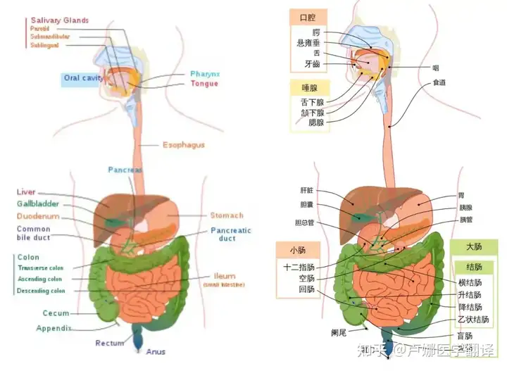 胃肠道肿瘤专题-1: 简介+基础知识(图1)