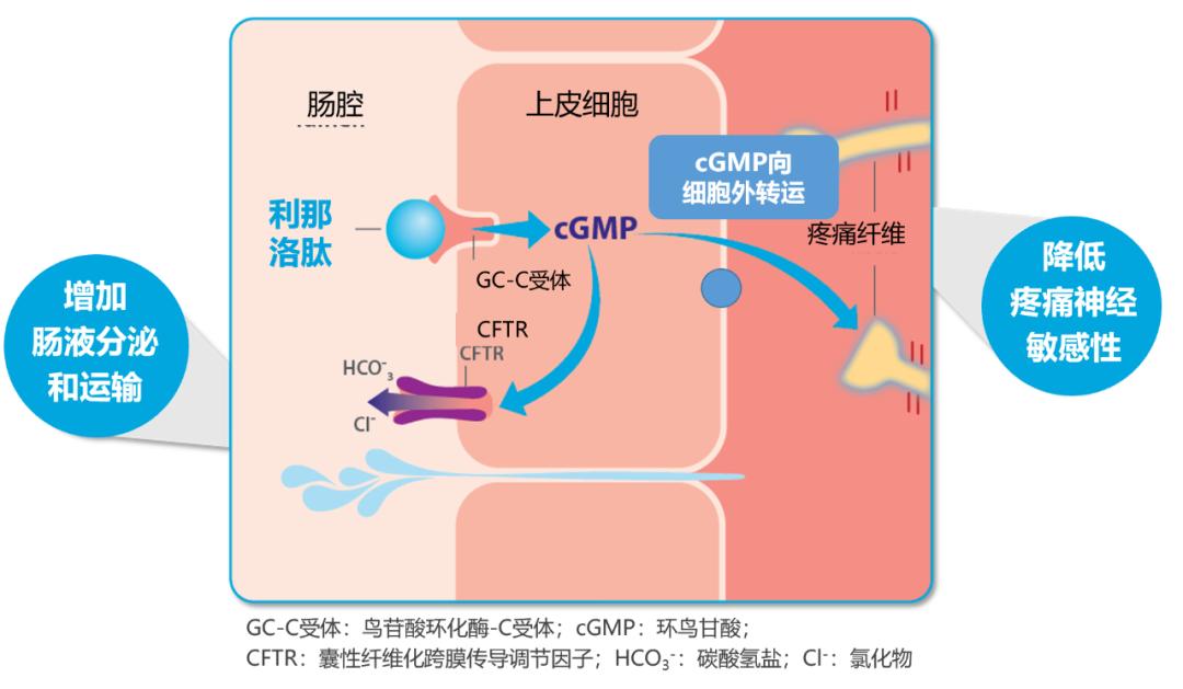 ​时隔5年，中国肠易激综合征专家共识意见更新(图2)