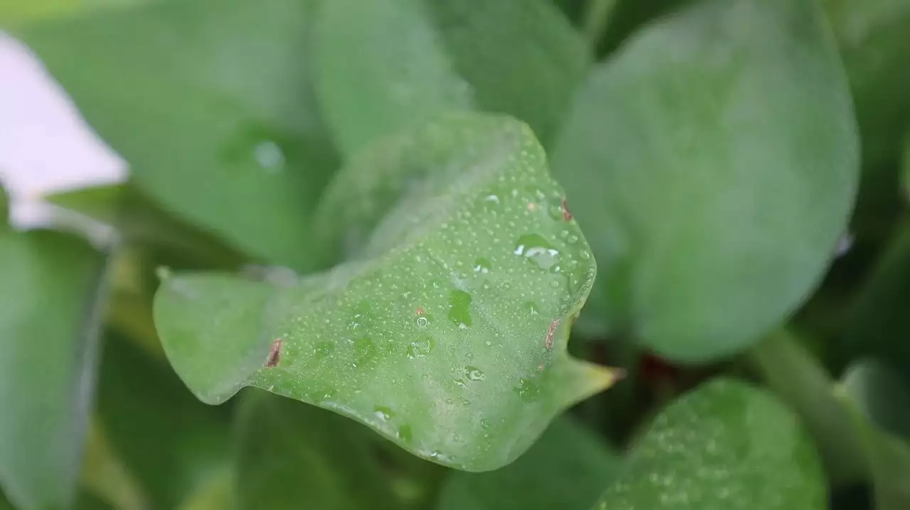 一味奇妙的中药，可除湿气、降肝火、治便秘，(图2)