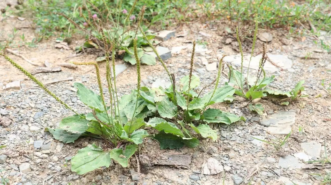 一味奇妙的中药，可除湿气、降肝火、治便秘，(图1)