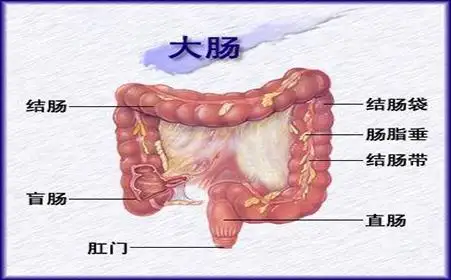 肠道炎症和溃疡该怎么办？(图1)