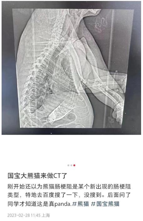 大熊猫三甲医院做CT上热搜！官方回应病情环球网(图3)