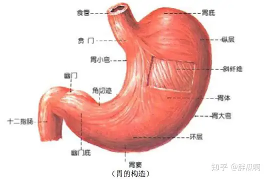 怎么预防胃溃疡？(图1)