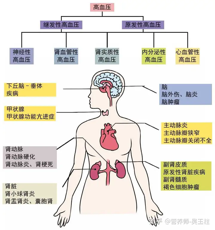 什么是高血压(图5)