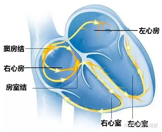 一说就懂的心律失常(图2)