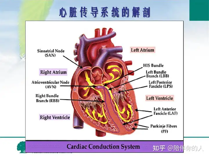 心律失常的原因和预防以及治疗(图1)