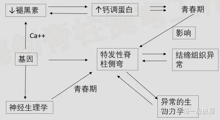 了解脊柱侧弯(图4)