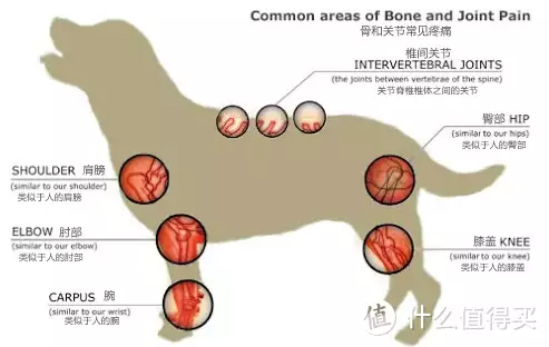 狗狗关节补剂，看这一篇不被坑：什么时候买？(图5)