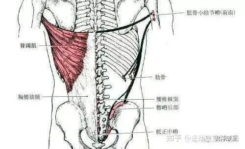 腰肌劳损的主要症状是什么？如何锻炼？(图2)