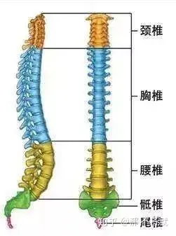 什么是腰间盘突出？(图2)