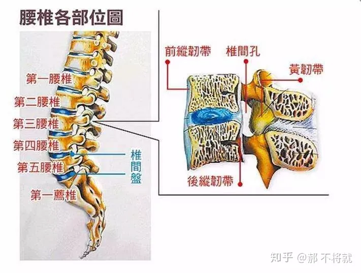 什么是腰间盘突出？(图4)