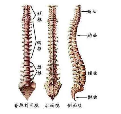 关于腰椎间盘突出(图2)