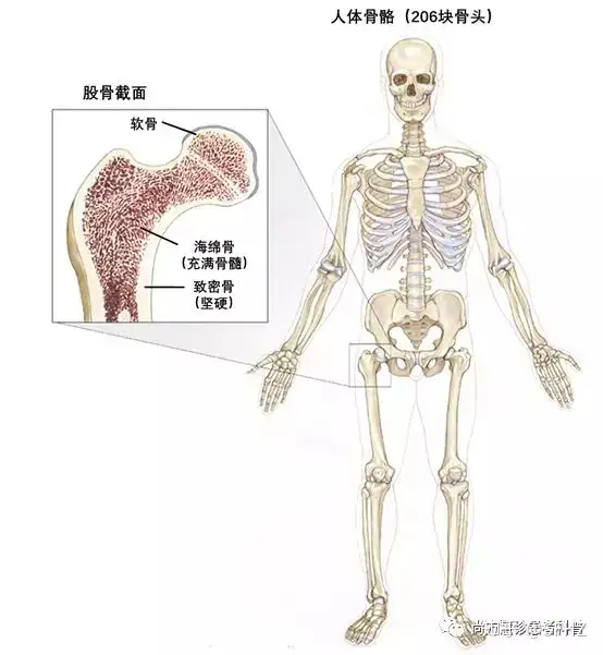 一文读懂骨肿瘤的分类、风险因素和诊断(图1)