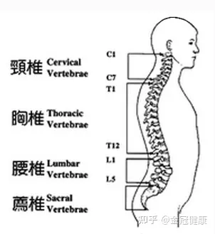 关于骨结核的介绍及分析(图4)