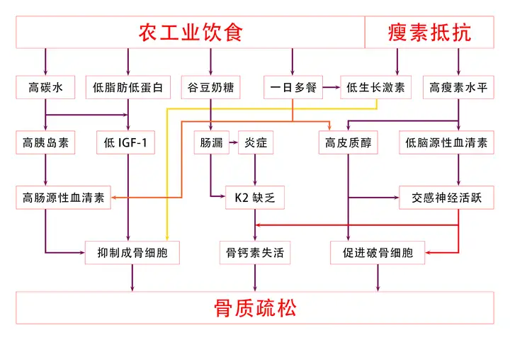 骨骼健康——怎样尽可能地预防骨质疏松？(图1)