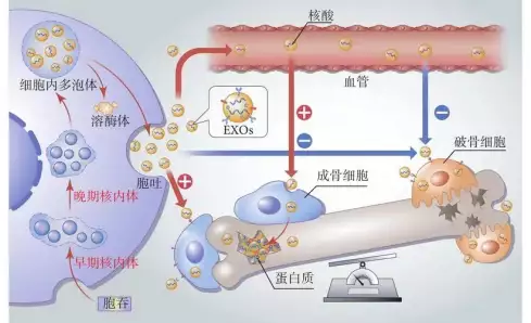 科普日常 | 外泌体在治疗骨质疏松症中的应用长(图4)