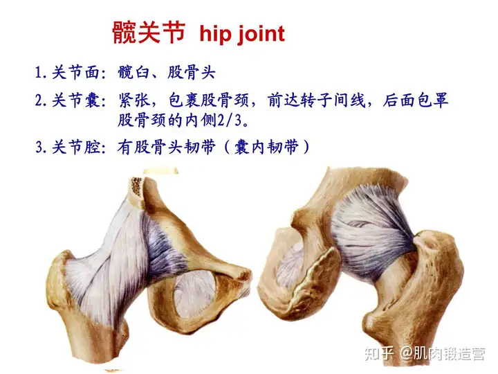 髋关节总是疼痛？4个拉伸动作,让跑步更加轻松！(图3)