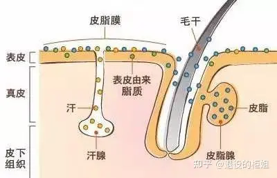 如何防止长黑头？(图1)