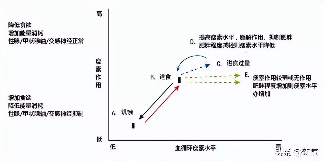 为什么极端减肥复胖后，第二次减肥更难了？检(图21)