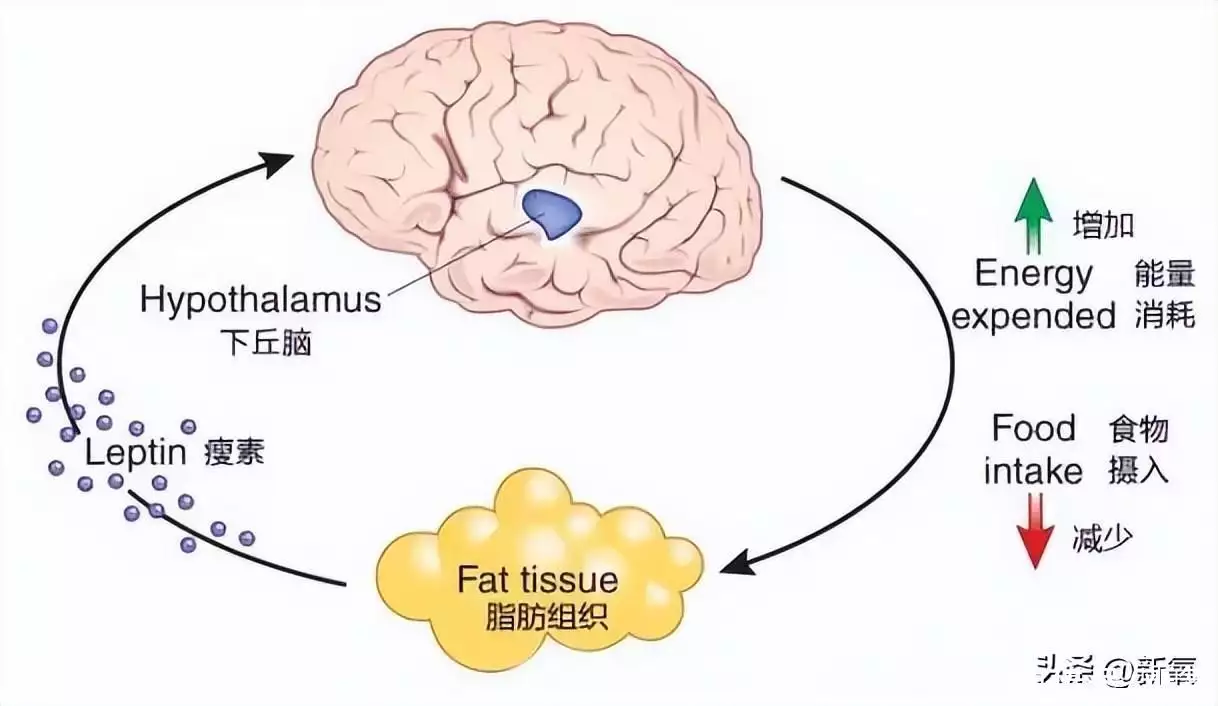 为什么极端减肥复胖后，第二次减肥更难了？检(图20)